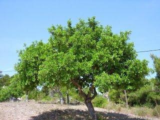 Cos'è la "Sciuscella"?