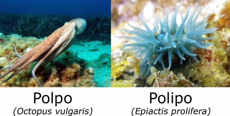 Polpo o Polipo?