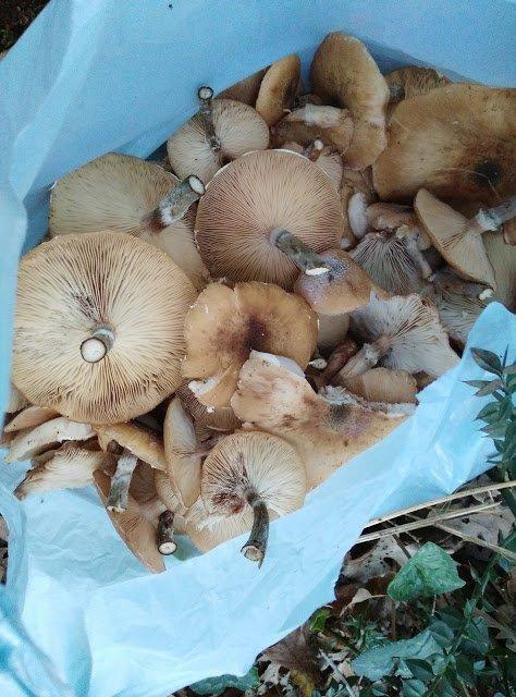 Funghi chiodini - come si cucinano?