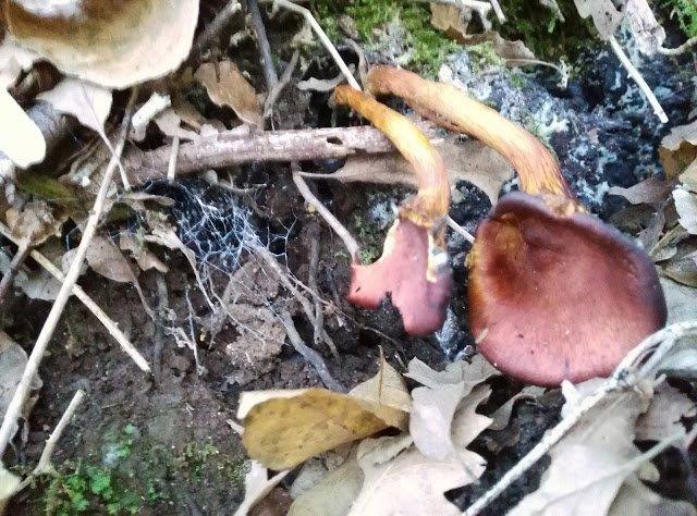 Funghi chiodini - come si cucinano?