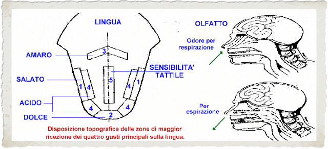 Come degustare un olio: guida passo passo