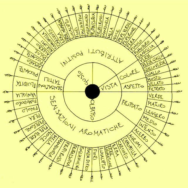 Come degustare un olio: guida passo passo 32 ristorazioneconruggi degustazioneolio ruotadegustazioneolio